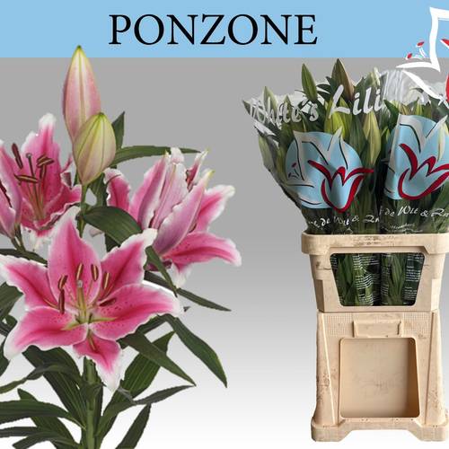 Lilie orientalisch dunkel rosa/weiss-dunkel rosa/weiss Ponzone 5+Blüte 90cm