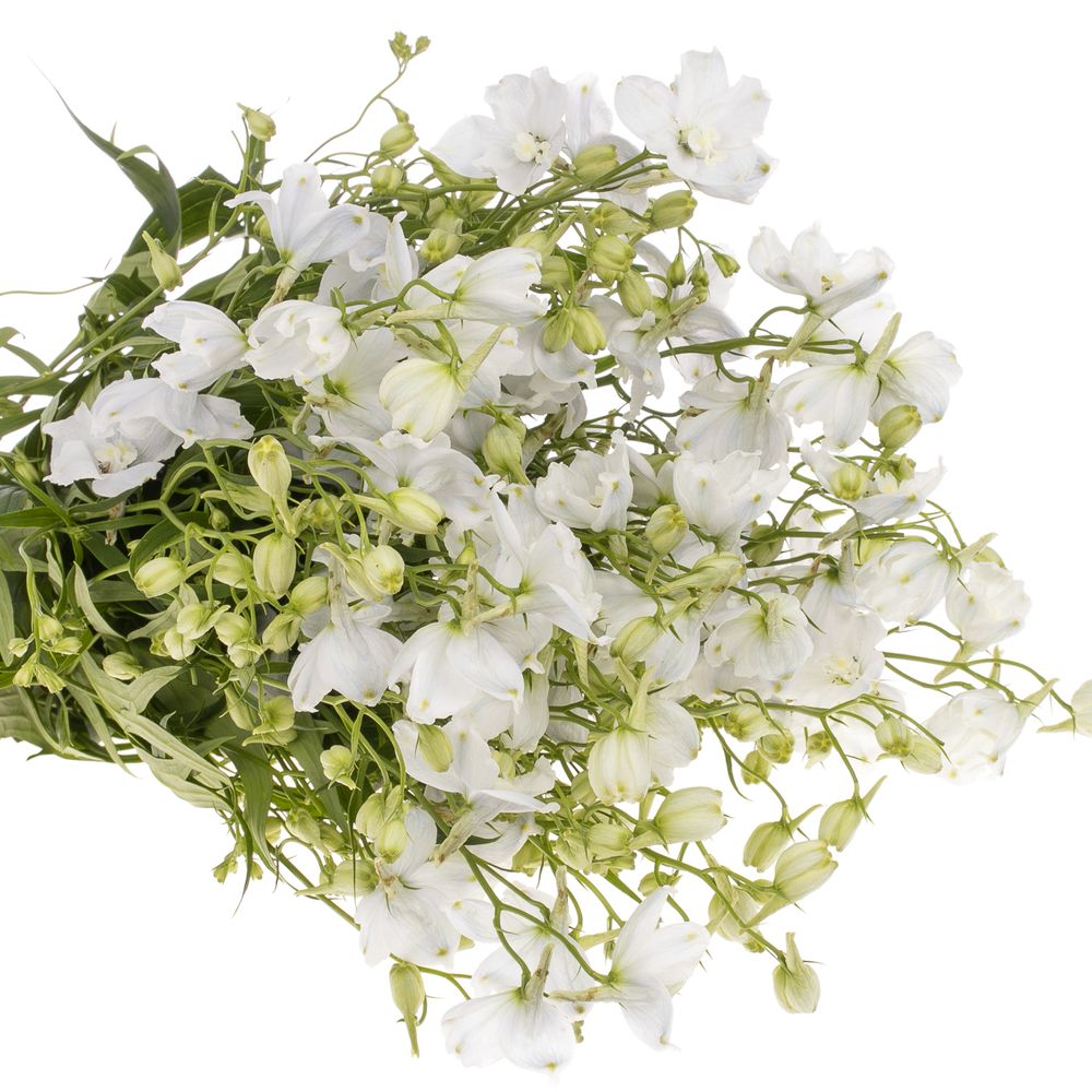 Delphinium weiss Witje 60cm