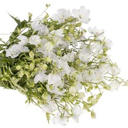Delphinium weiss Witje 60cm