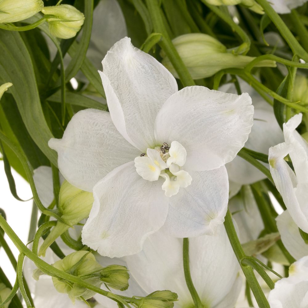 Delphinium weiss Witje 60cm