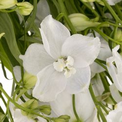 Delphinium weiss Witje 60cm