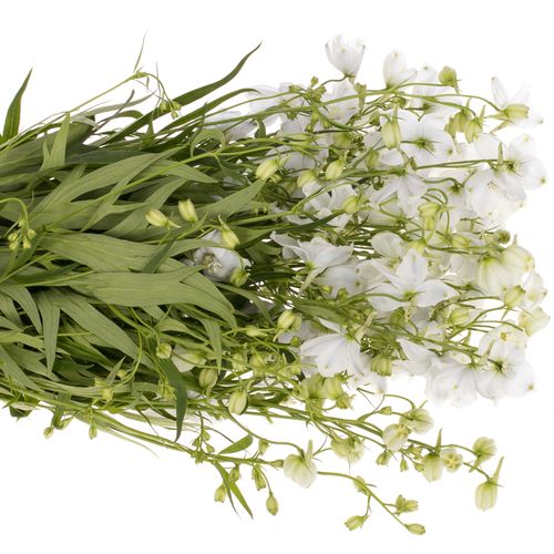 Delphinium weiss Witje 60cm