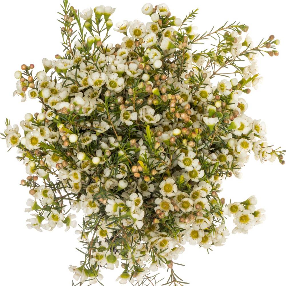 Wachsflower creme/weiss Carlys White 45 Gram 70cm