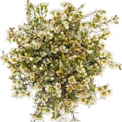 Wachsflower creme/weiss Carlys White 45 Gram 70cm