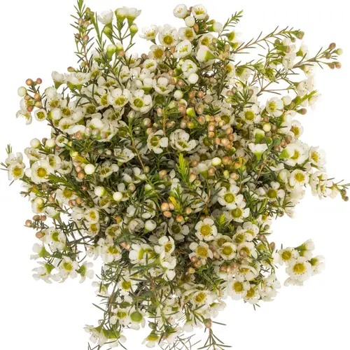 Wachsflower creme/weiss Carlys White 45 Gram 70cm