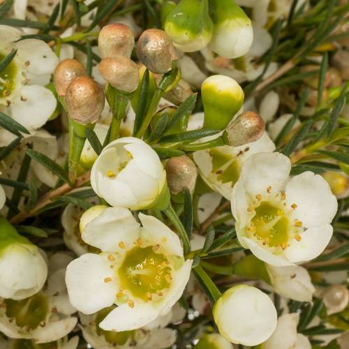 Wachsflower creme/weiss Carlys White 45 Gram 70cm