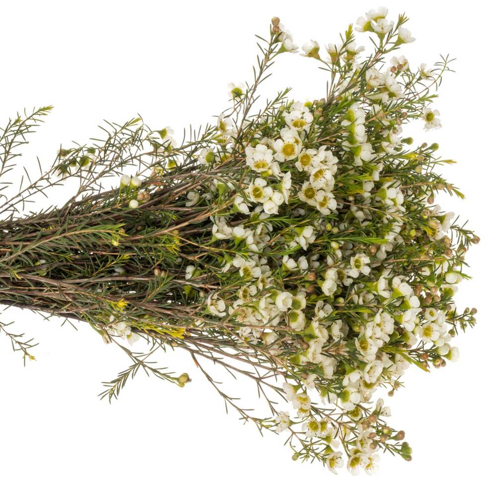 Wachsflower creme/weiss Carlys White 45 Gram 70cm