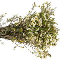 Wachsflower creme/weiss Carlys White 45 Gram 70cm