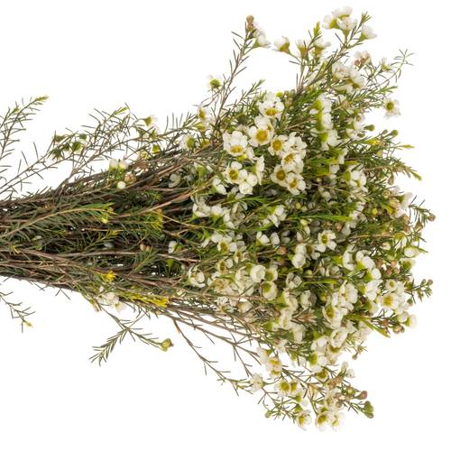 Wachsflower creme/weiss Carlys White 45 Gram 70cm