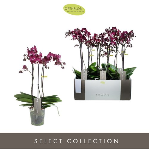 Phal.3-R dunkel rosa Yuka Exclusivo T12 H45