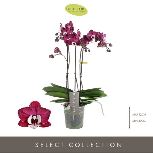 Phal.3-R dunkel rosa Yuka Exclusivo T12 H45
