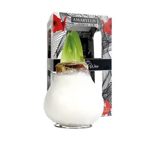 Amar.Bol Wachs weiss im Giftbox rote Bl. 30cm H016