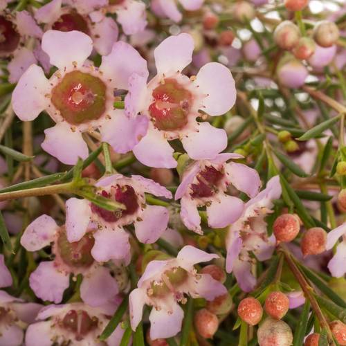 Wachsflower hell rosa Early Nir 70 Gramm 80cm