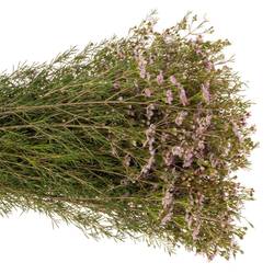 Wachsflower hell rosa Early Nir 70 Gramm 80cm