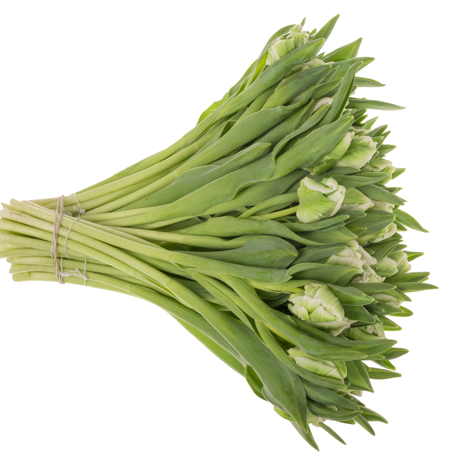 Tulpe grün/weiss Super Parrot 28 Gramm