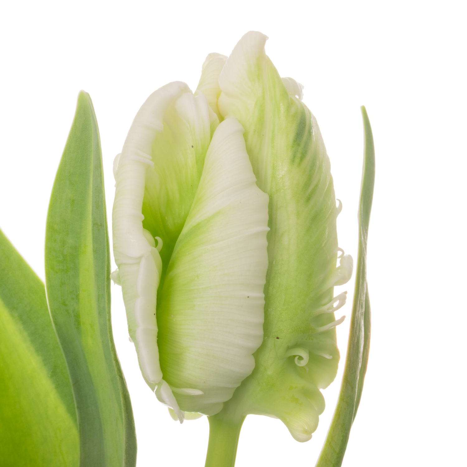 Tulpe grün/weiss Super Parrot 28 Gramm