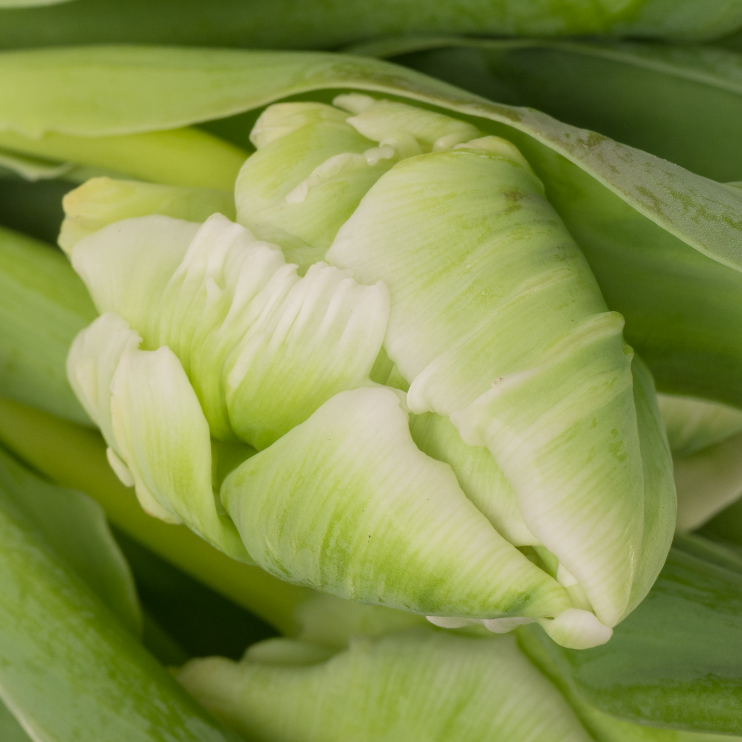 Tulpe grün/weiss Super Parrot 28 Gramm