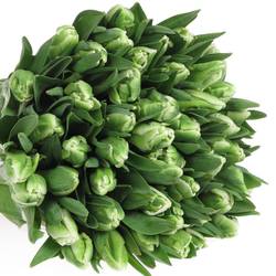 Tulpe grün/weiss Super Parrot 28 Gramm