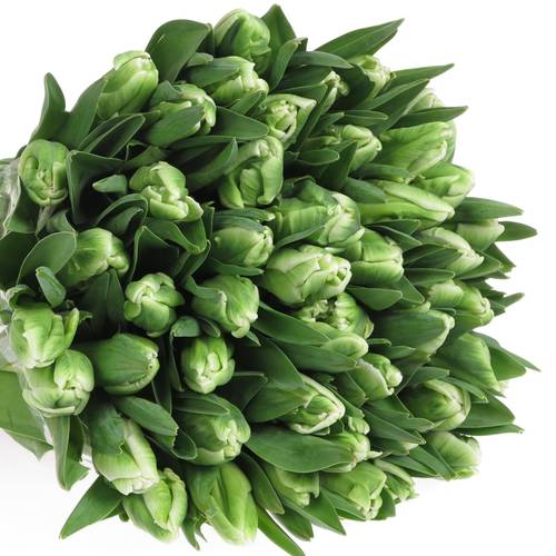 Tulpe grün/weiss Super Parrot 28 Gramm