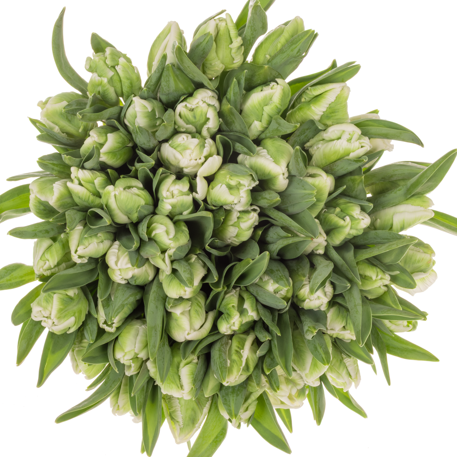 Tulpe grün/weiss Super Parrot 28 Gramm