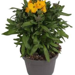 Erysimum gelb T13 H025