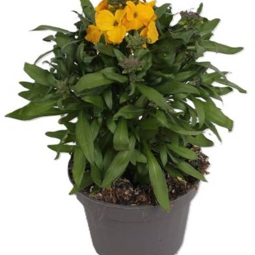 Erysimum gelb T13 H025