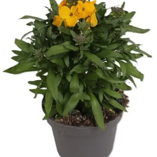 Erysimum gelb T13 H025