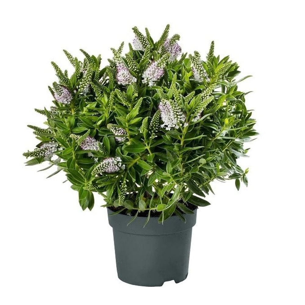 Hebe Strauch Xl T17 H40 Jenna