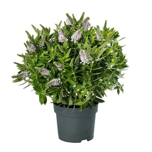 Hebe Strauch Xl T17 H40 Jenna