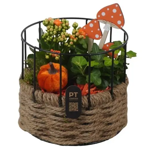 Kal.Arr PTHI3358 Herbst T17 H019