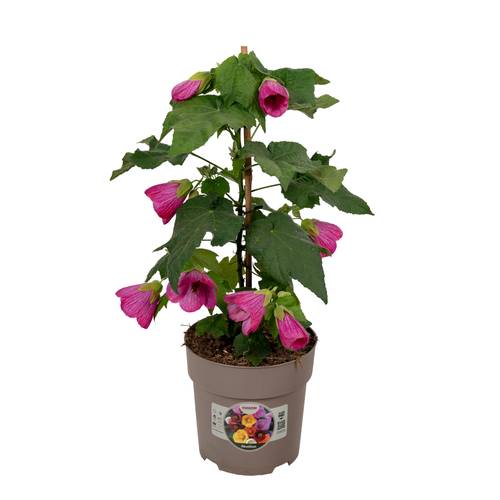 Abutilon rosa T15 H045
