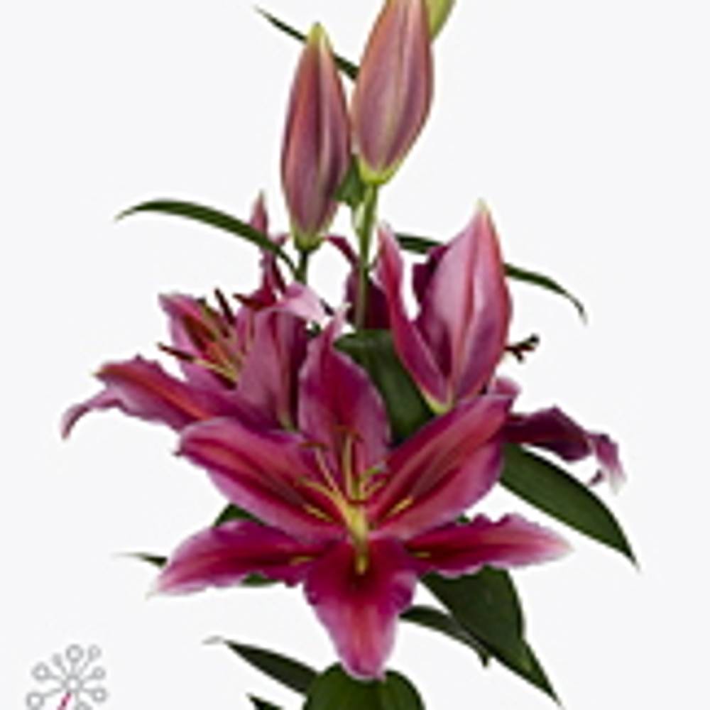 Lilie orientalisch pink Peter Schenk 5+ Bl