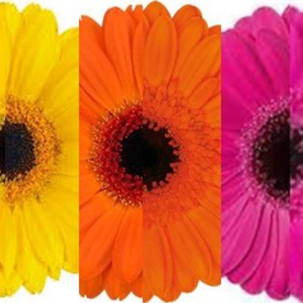 Germini mix 3x20 gelb-oran-lila