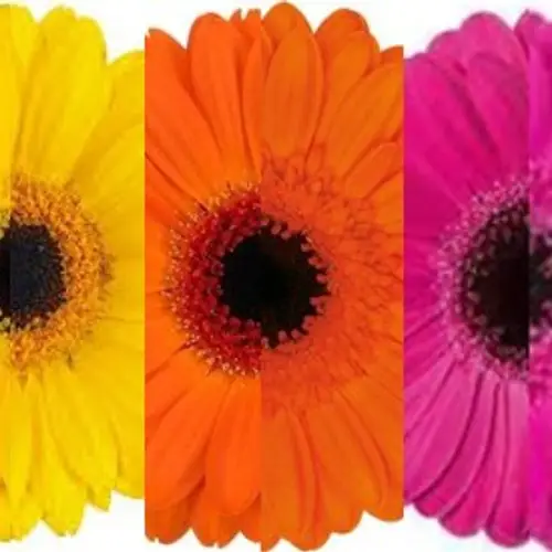 Germini mix 3x20 gelb-oran-lila