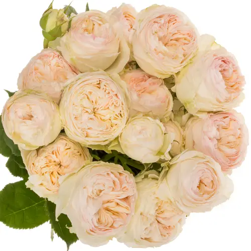 Rose verzweigt aprico Grandma Romy  3+ 50cm