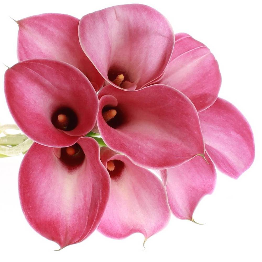 Calla cerise Denver 70cm