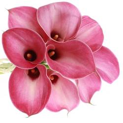 Calla cerise Denver 70cm