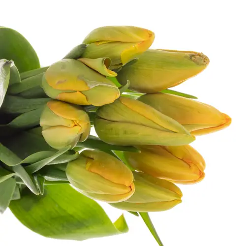 Franz.orange/gelb Dordogne 45 Gramm 60cm