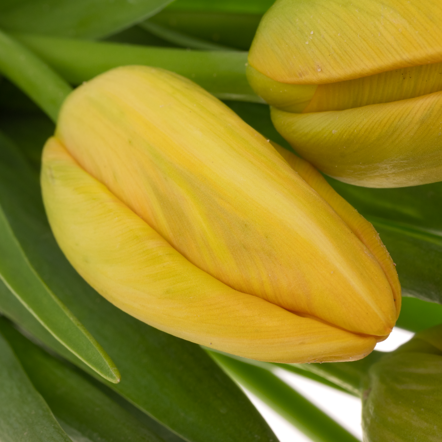 Franz.orange/gelb Dordogne 45 Gramm 60cm