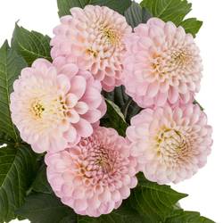 Dahlia hell rosa Wizard Of Oz kwekerij franke 60cm