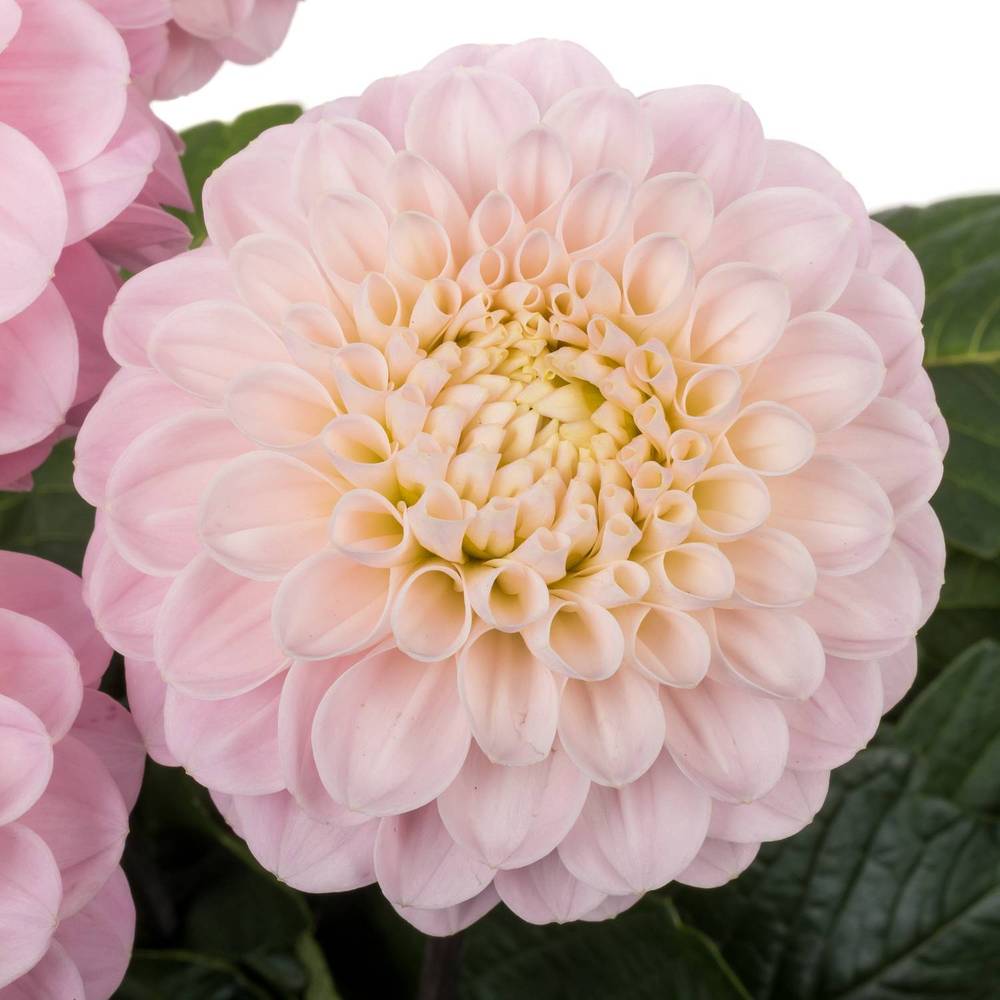 Dahlia hell rosa Wizard Of Oz kwekerij franke 60cm