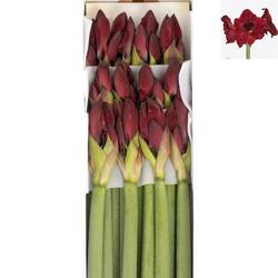 Amaryllis Krt.rot dunkel Red Reality X12