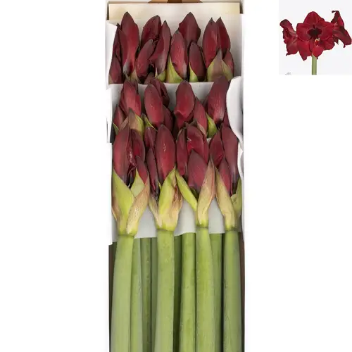 Amaryllis Krt.rot dunkel Red Reality X12
