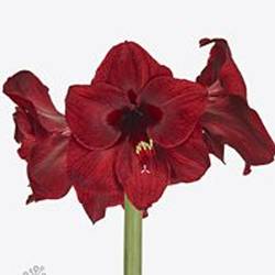 Amaryllis Krt.rot dunkel Red Reality X12