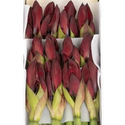 Amaryllis Krt.rot dunkel Red Reality X12