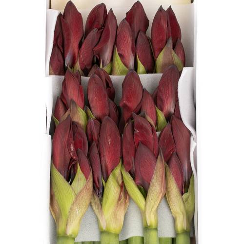 Amaryllis Krt.rot dunkel Red Reality X12