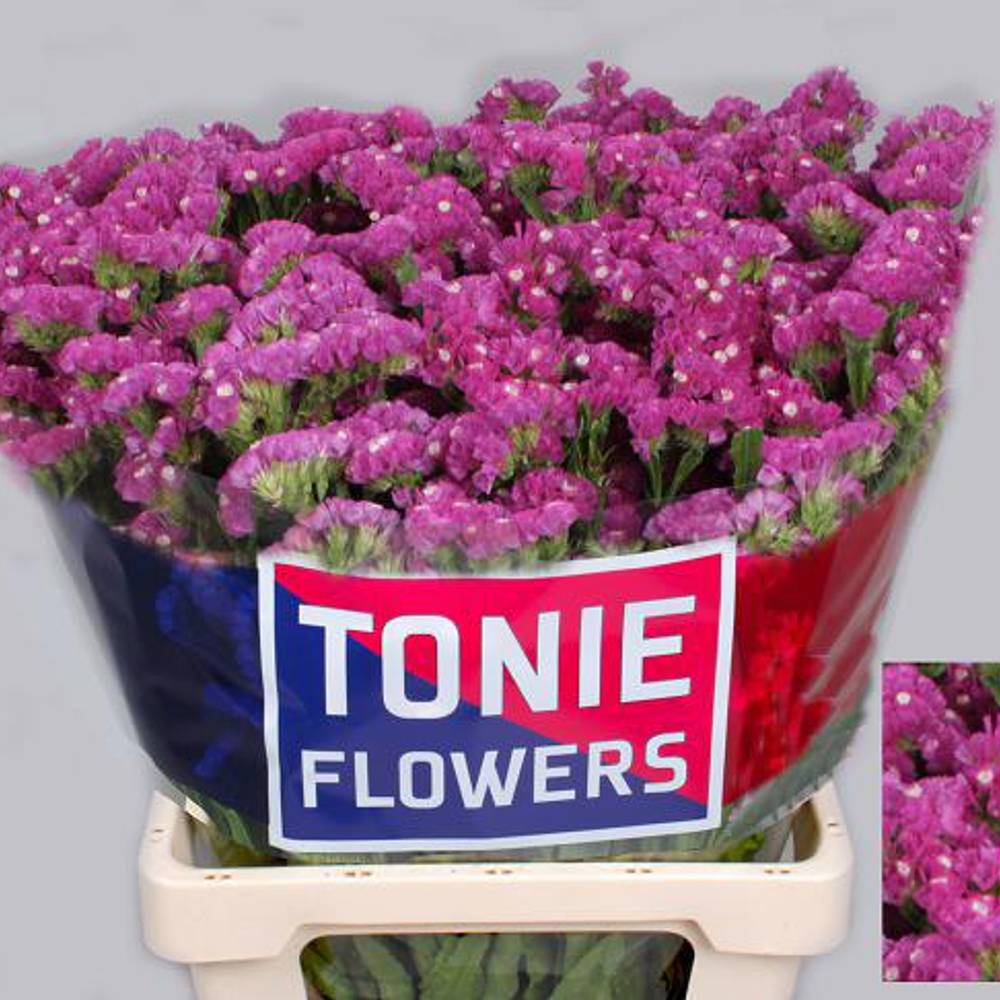 Staticefuchsia Dyna Rose 40 Gramm 60cm