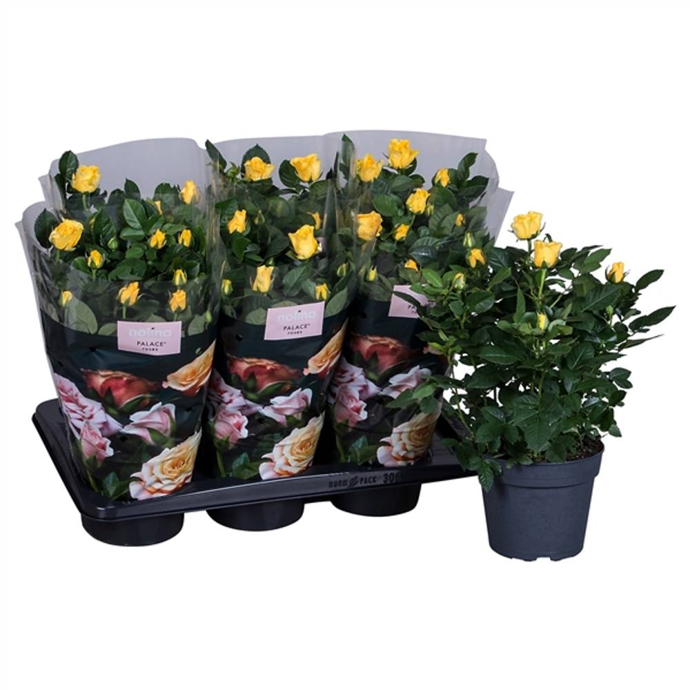 Rosa Palace gelb T17 H35