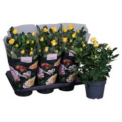 Rosa Palace gelb T17 H35