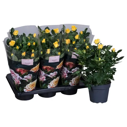 Rosa Palace gelb T17 H35